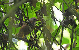 Image of Sepia-brown Wren
