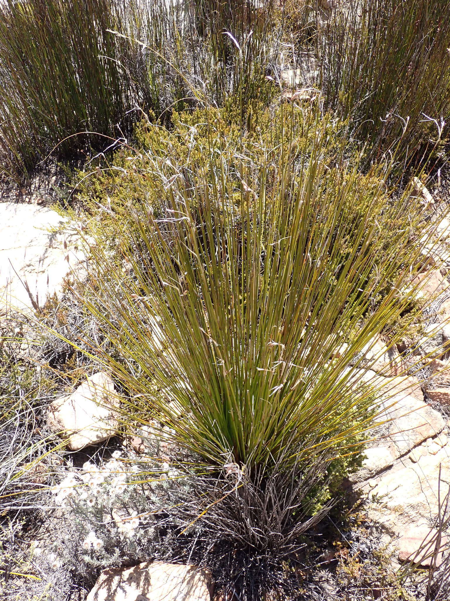 Image of Thamnochortus papyraceus Pillans