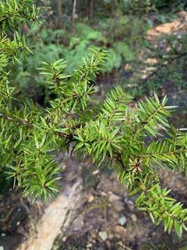 Image of Needle-leaved Totara