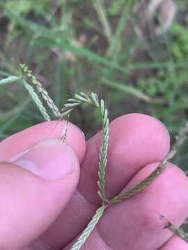 Image of Australian windmill grass