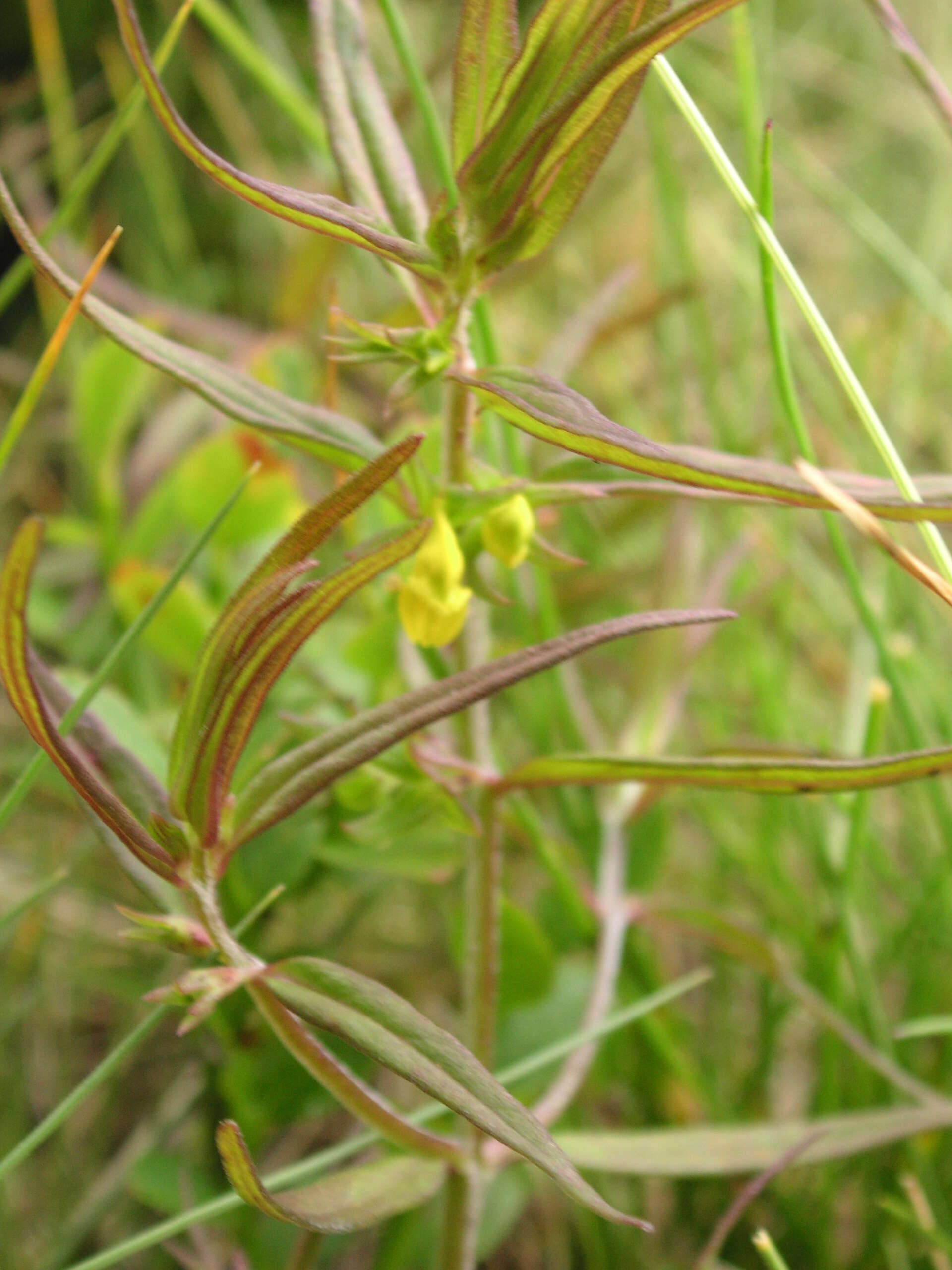 Image of Small cow-wheat