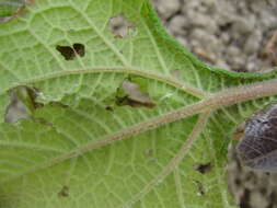 Imagem de Smallanthus sonchifolius (Poepp. & Endl.) H. Rob.