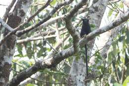 Image of Golden-handed Tamarin