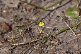 Sivun Uvedalia linearis var. lutea (Benth.) W. R. Barker & Beardsley kuva