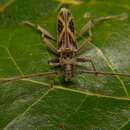 Image of Eurysthea latefasciata (Fonseca-Gessner 1990)