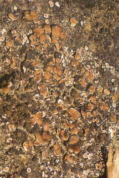 Image of false Russell's fishscale lichen