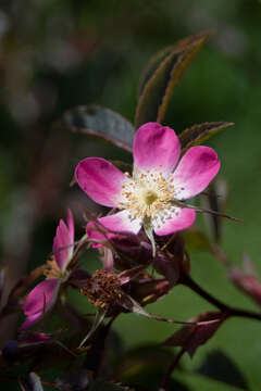 Image of Rosa glauca Pourret