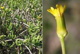 Image of Senecio bulbinifolius DC.