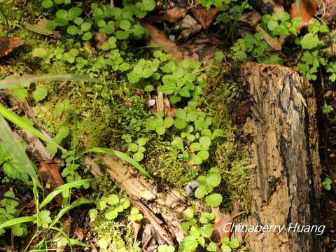 Plancia ëd Chrysosplenium lanuginosum Hook. fil. & Thoms.