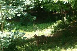 Image of Red wolf