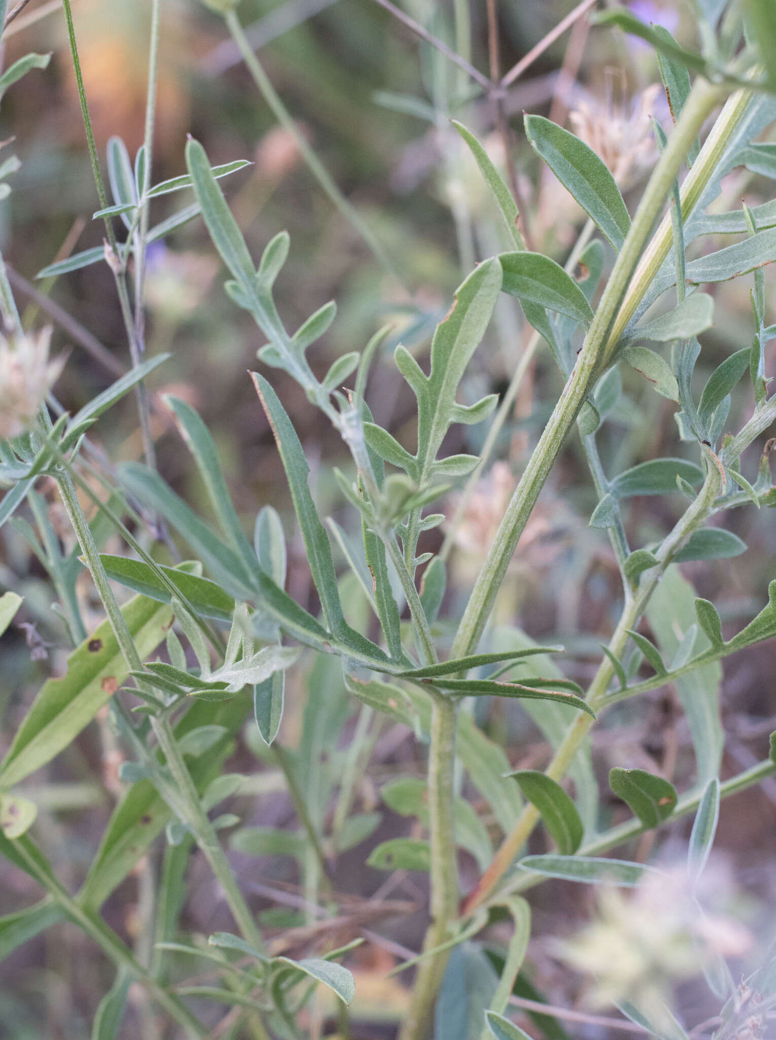 Image of Centaurea collina L.