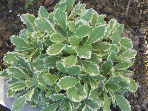 Image of Gray rockcress