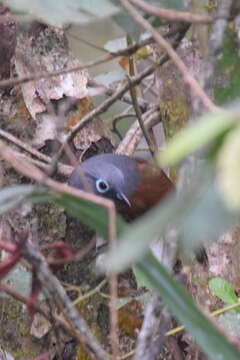 صورة Garrulax palliatus (Bonaparte 1850)