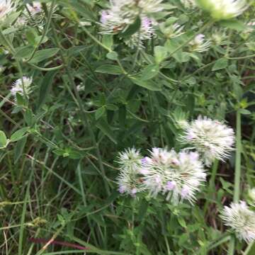 Pycnanthemum flexuosum (Walter) Britton, Sterns & Poggenb. resmi