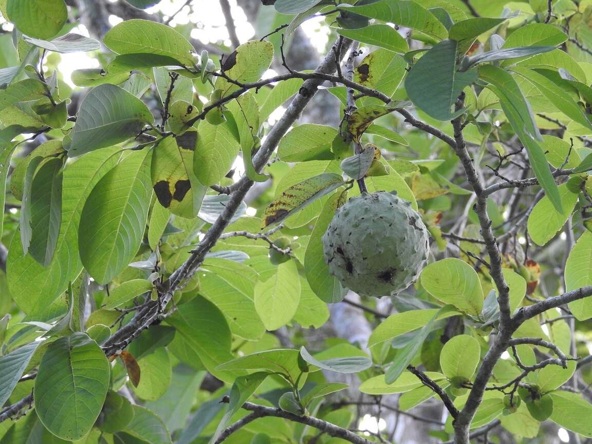 Sivun Annona macroprophyllata Donn. Sm. kuva