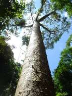 Image of Atherton Kauri Pine