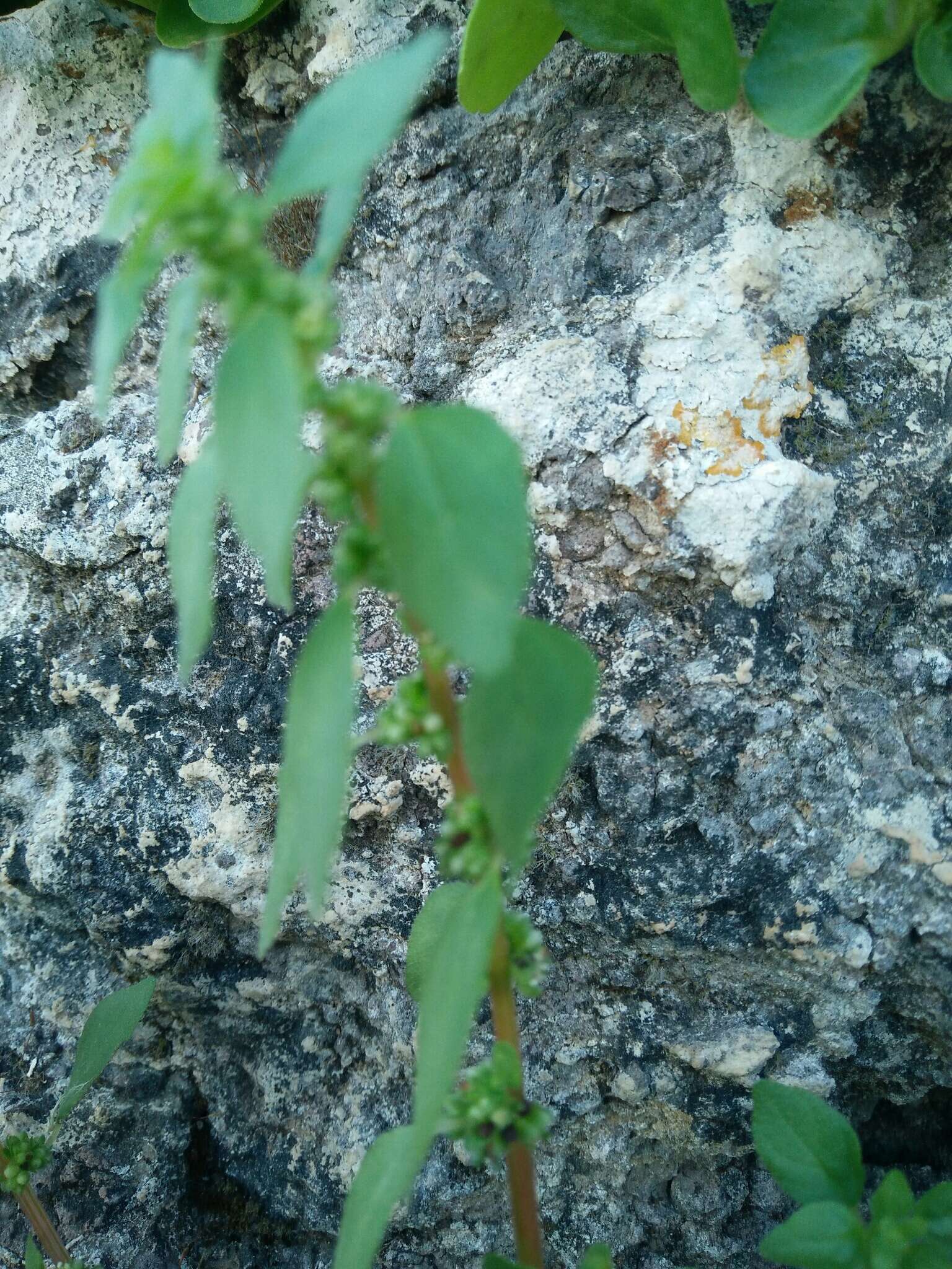 Image of Parietaria lusitanica L.