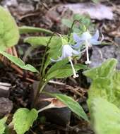 Image of pale bellflower