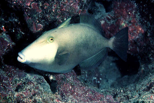 Image of Bridle Triggerfish