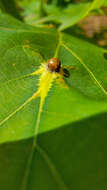 Image of Leaf Kermes