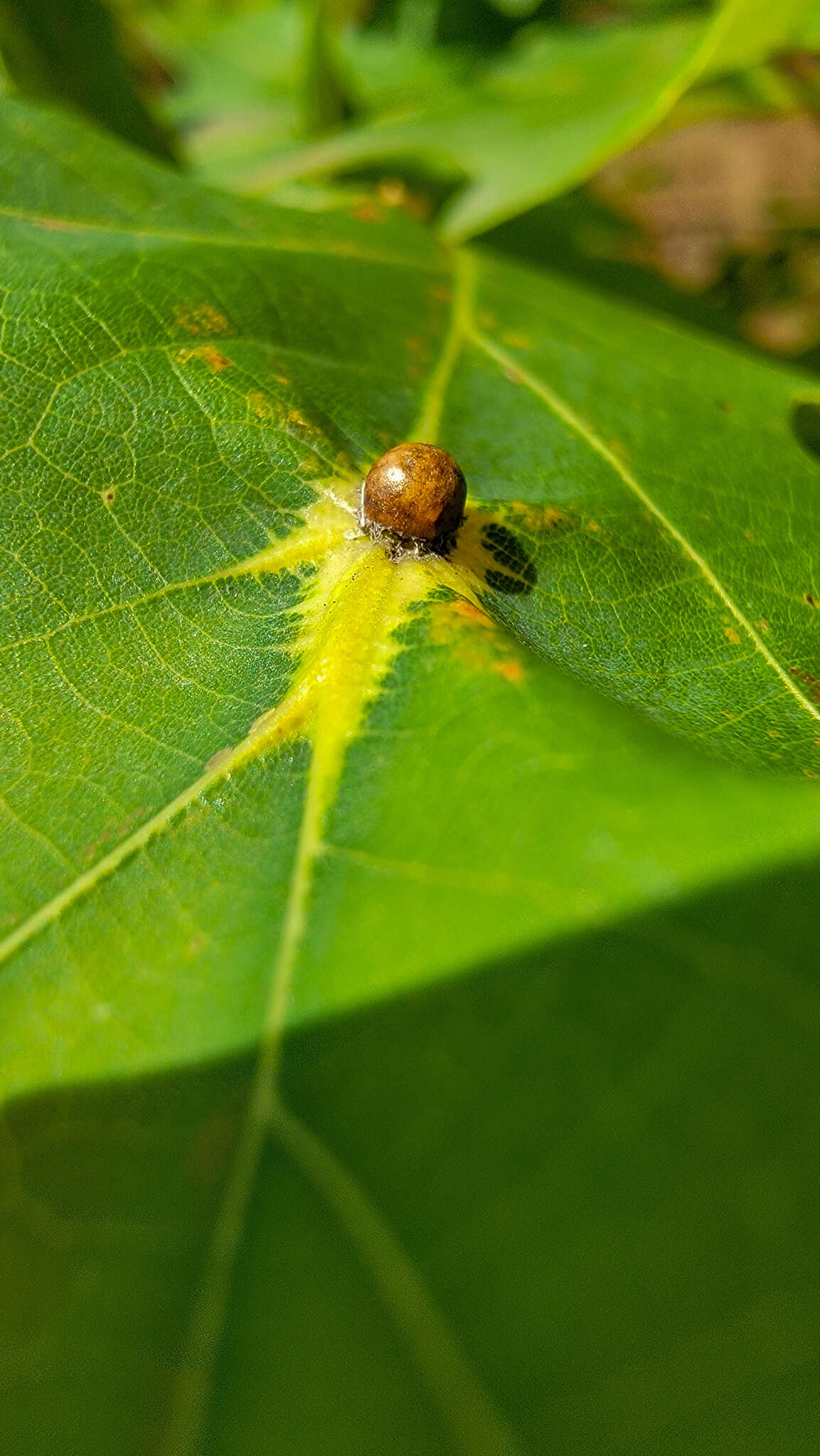 Image of Leaf Kermes