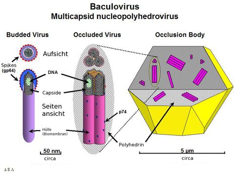 Image of Baculovirus