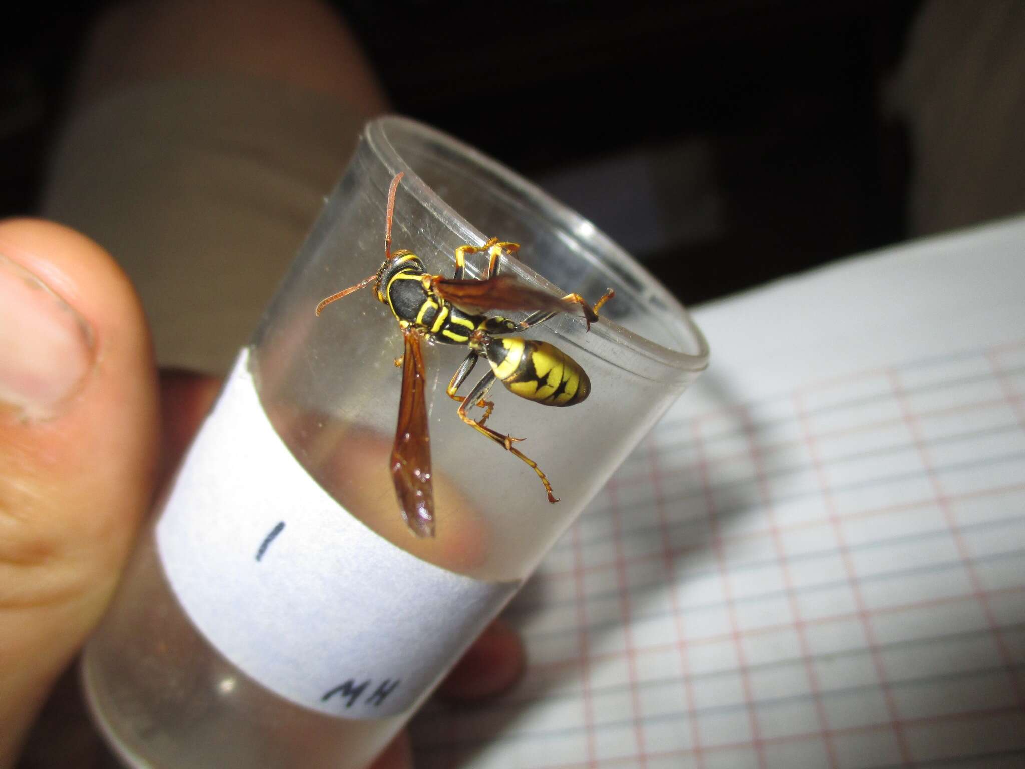 Image of Wasp