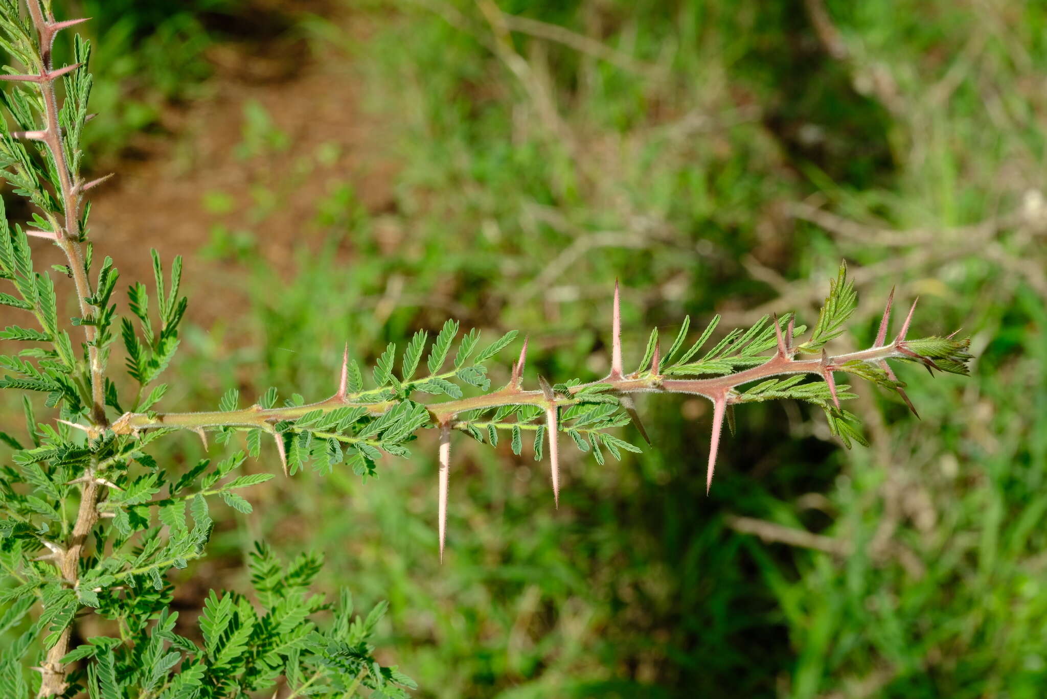 Image of Grey-haired acacia