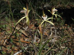 Image of Yellow spider orchid