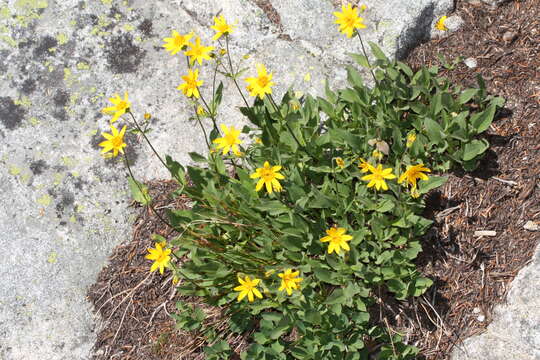 Image of hairy arnica