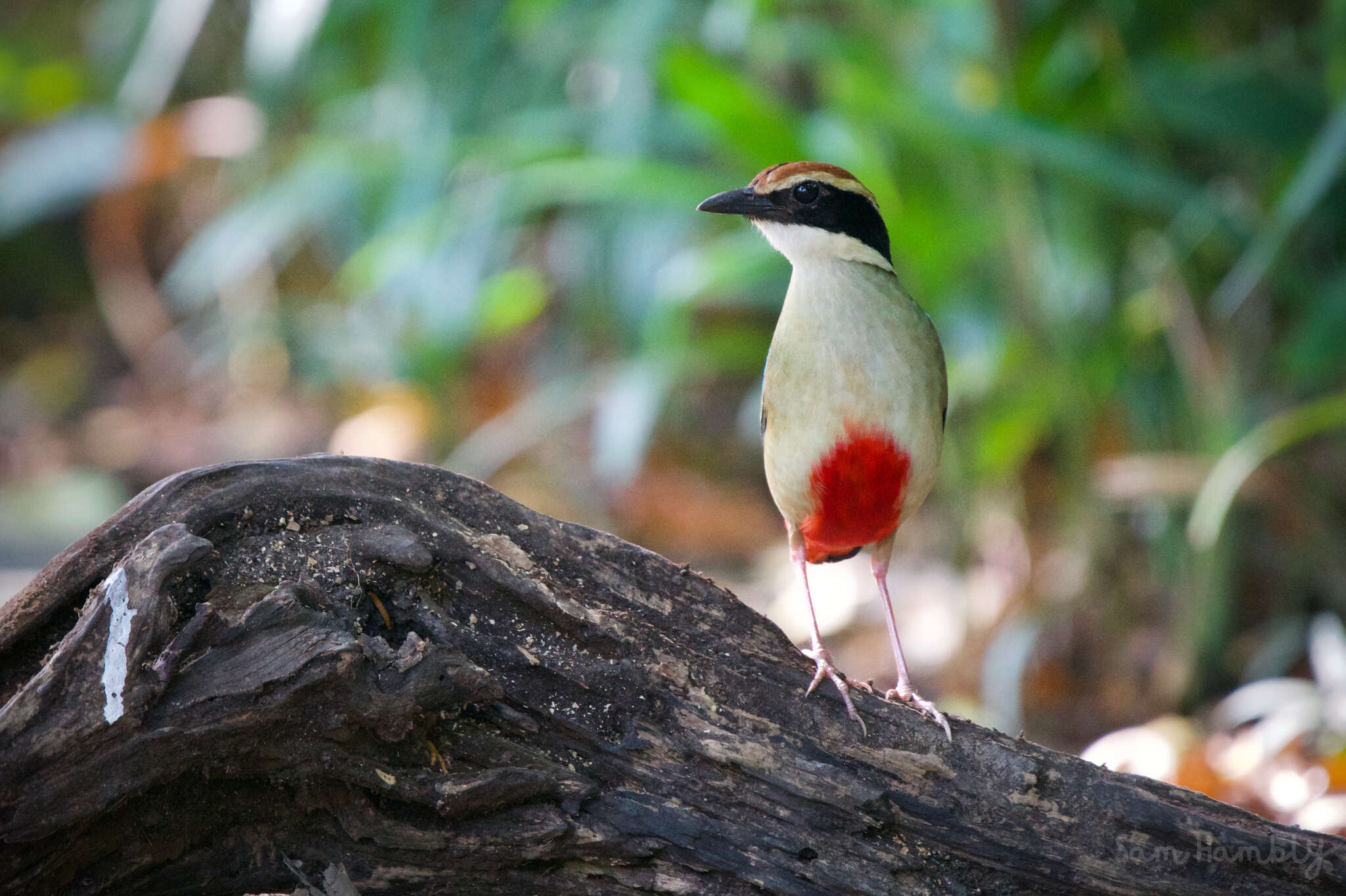 Image of Fairy Pitta