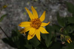 Image of hairy arnica