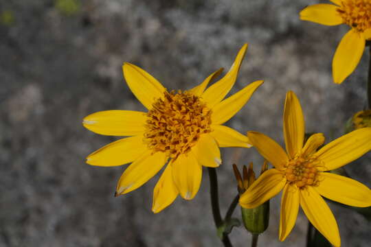 Image of hairy arnica