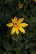 Image of hairy arnica