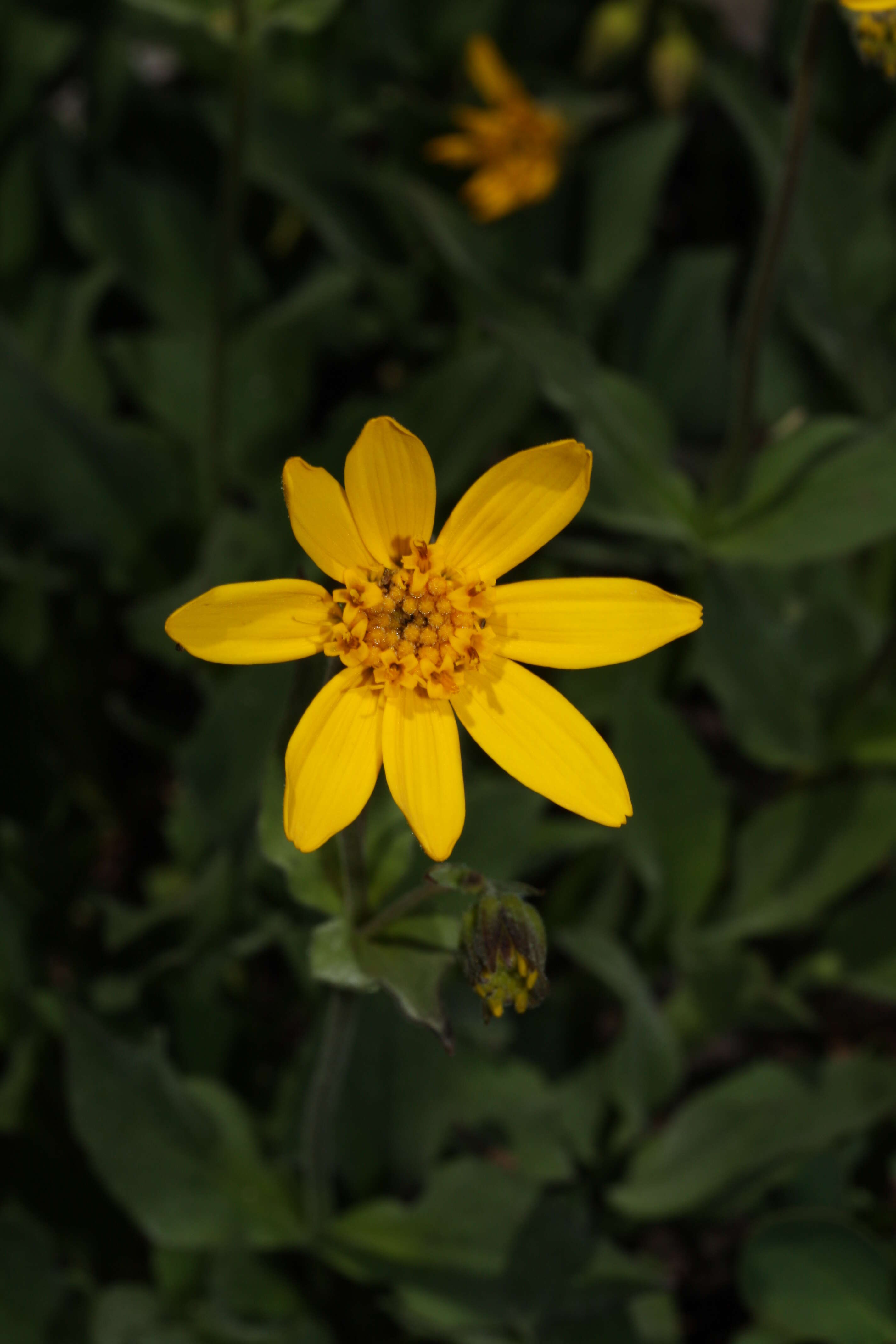 Image of hairy arnica