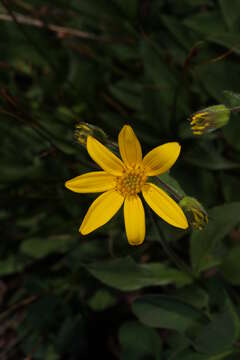 Image of hairy arnica