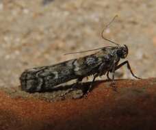 Image of Dioryctria pseudotsugella Munroe 1959