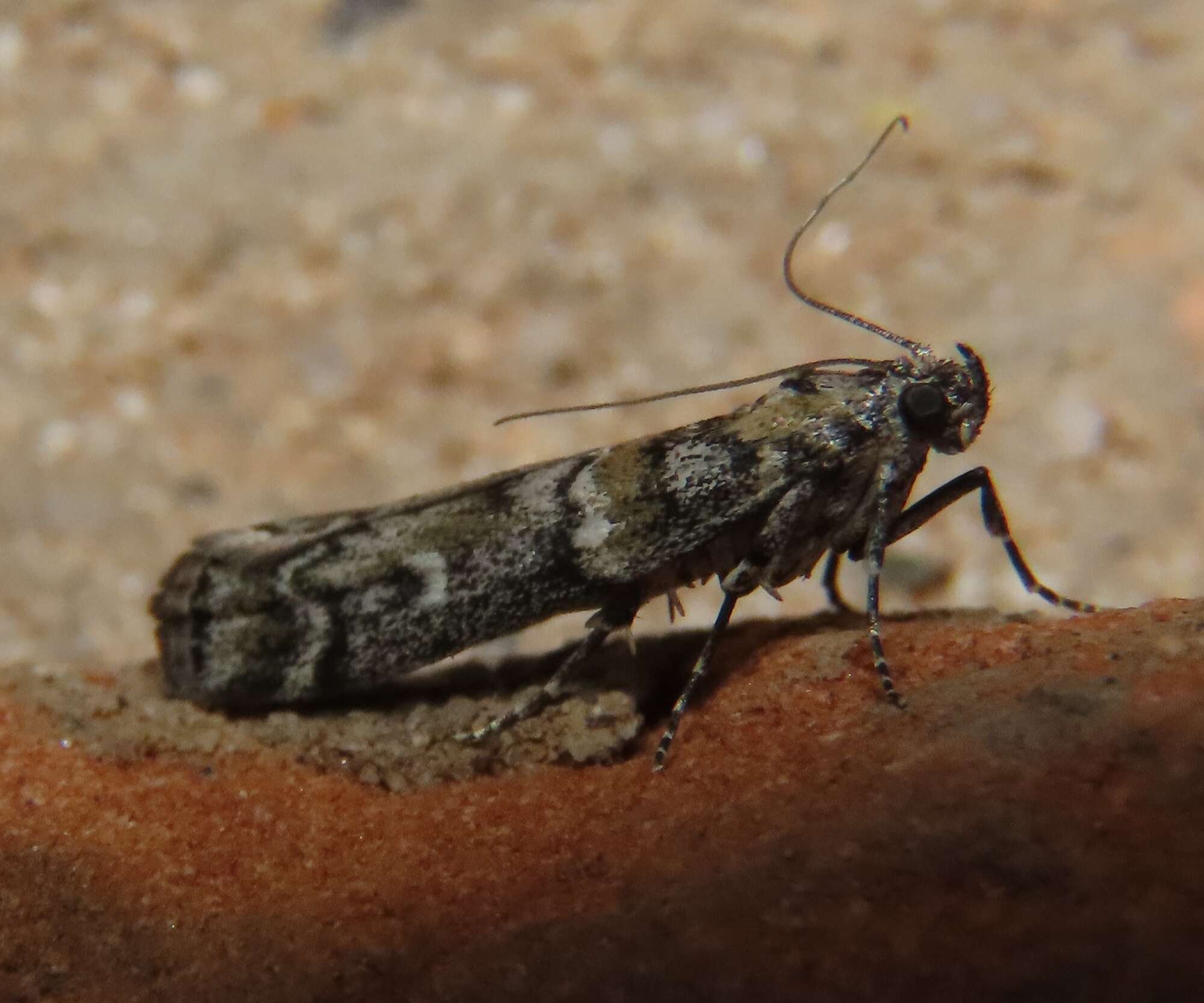 Image of Dioryctria pseudotsugella Munroe 1959