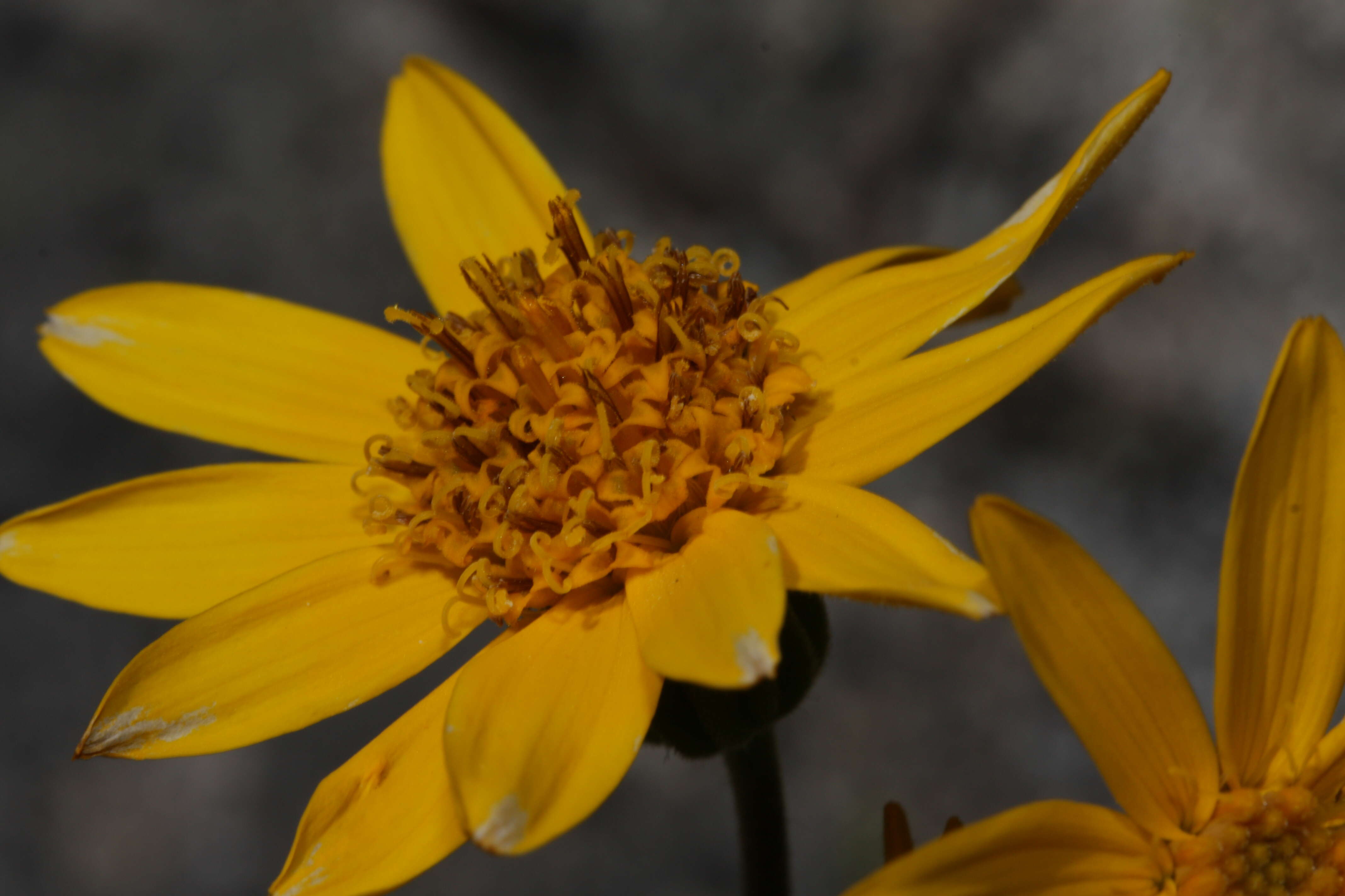 Image of hairy arnica