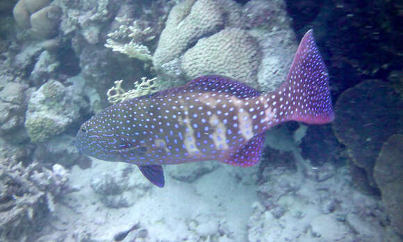 Image of Leopard Grouper