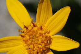 Image of hairy arnica