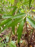 Image of Hedraianthera porphyropetala F Müll.