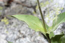 Image of hairy arnica