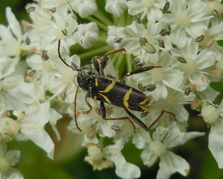 Image of Clytus lama Mulsant 1850