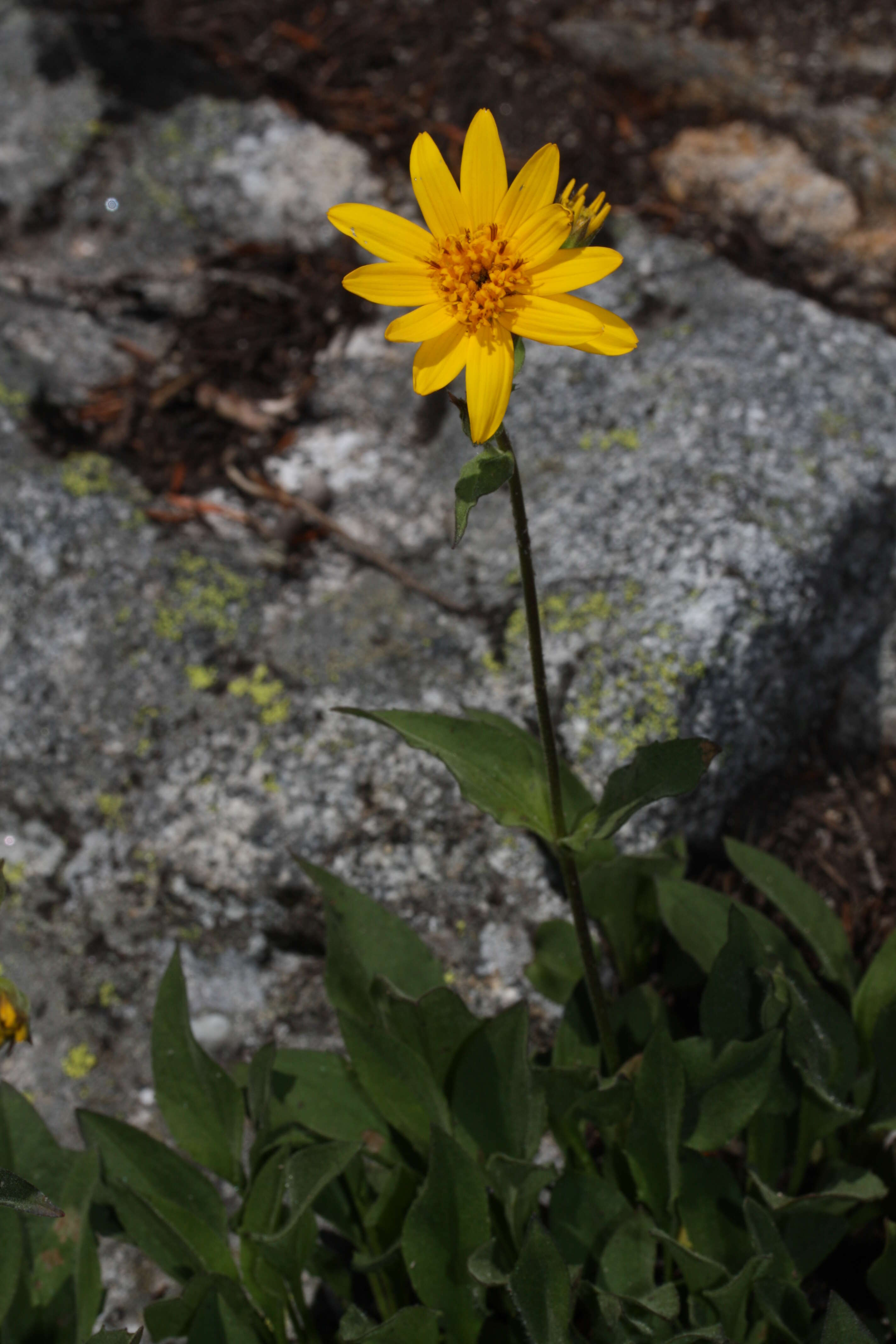 Image of hairy arnica