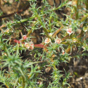 Image of Kali tragus (L.) Scop.