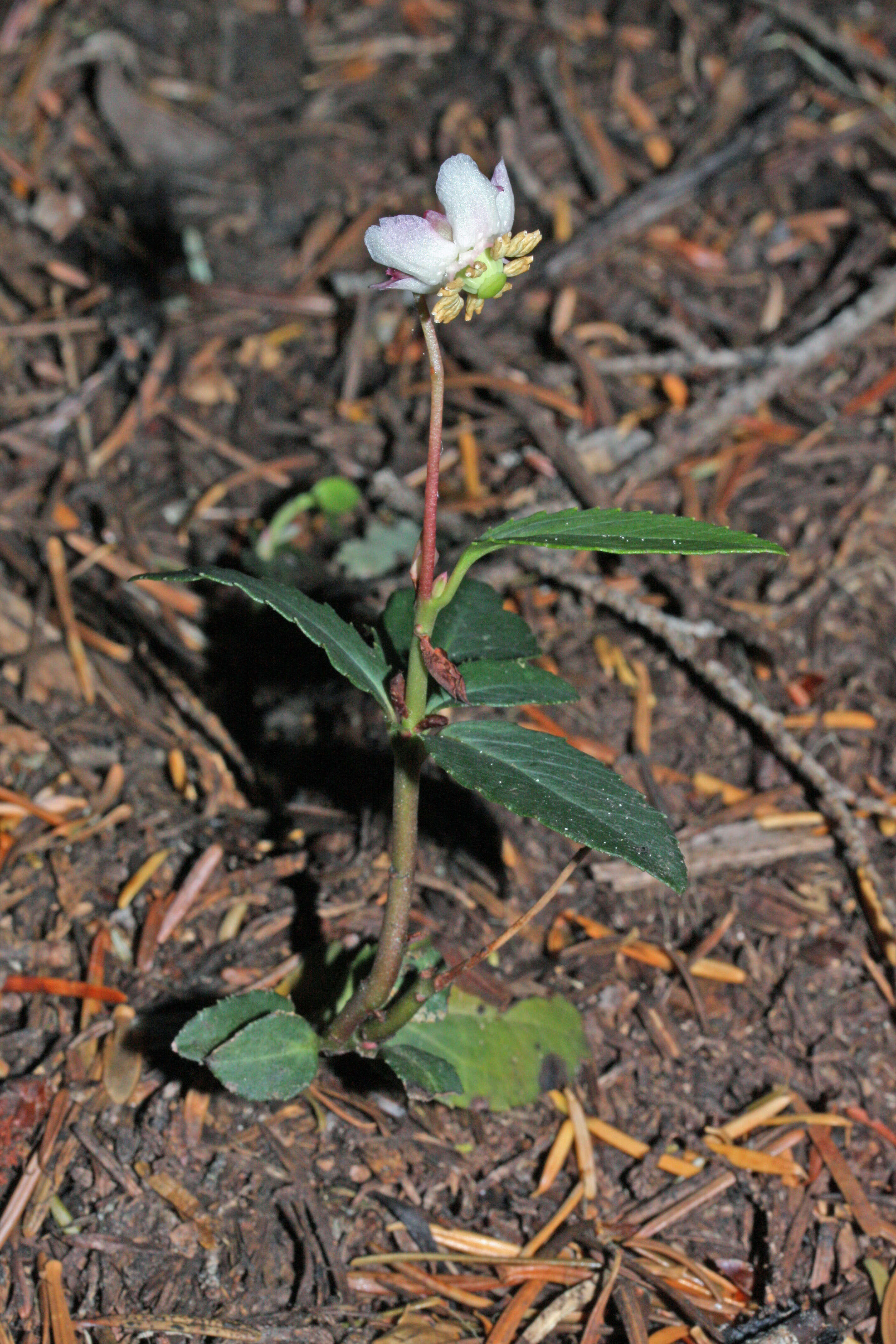 Image of pipsissewa