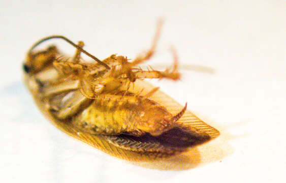 Image of Asian Cockroach