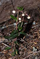 Image of pipsissewa