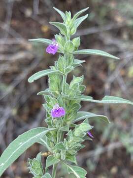 Image of Justicia monechmoides S. Moore